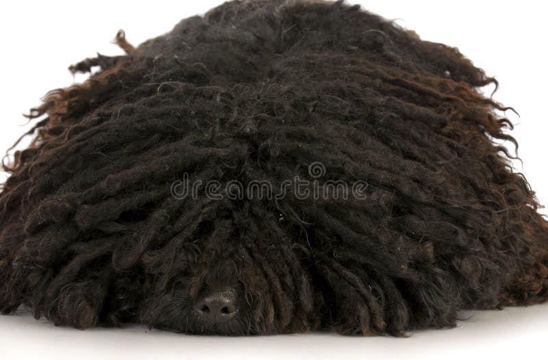 Corded puli - hungarian herding dog laying down with reflection on white background. Puli stock images, royalty-free photos and pictures