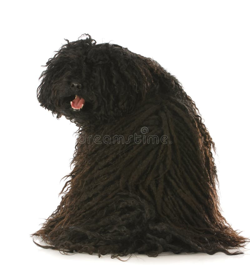 Corded puli sitting with back to viewer looking over shoulder with reflection on white background. Puli stock images, royalty-free photos and pictures