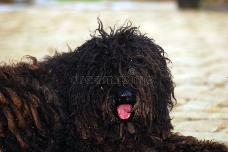 Typical Hungarian breed is the Puli, a shepherd dog. Puli stock images, royalty-free photos and pictures