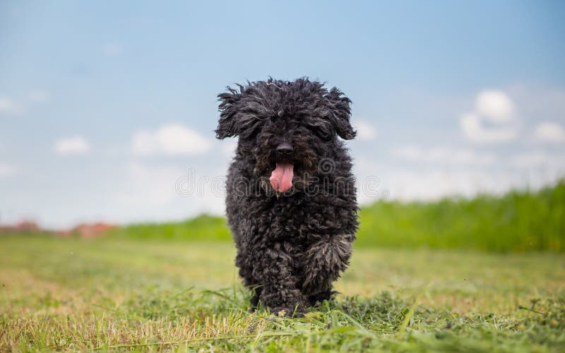 Puli - small-medium breed of Hungarian herding and livestock guarding dog. Puli stock images, royalty-free photos and pictures