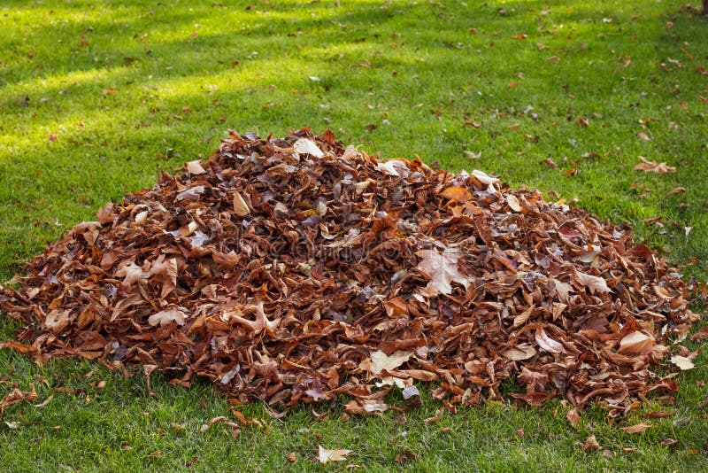 Pulizia delle foglie di caduta Una pila di foglie cadute sul prato Pulizia del territorio