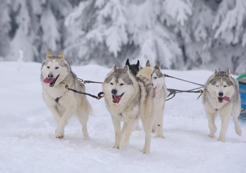 Pulkahundkapplöpning i vinter royaltyfri fotografi Pulkahundkapplöpning i vinter royaltyfri fotografi