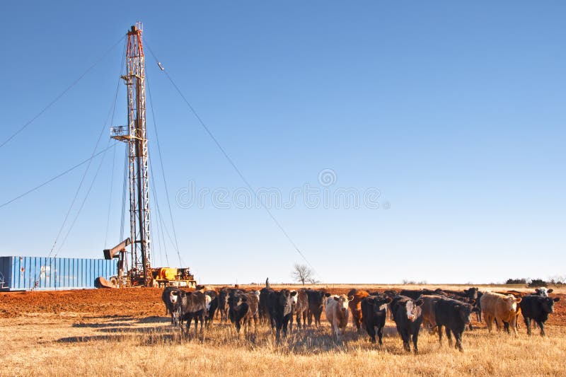 Pulling Unit and Cows