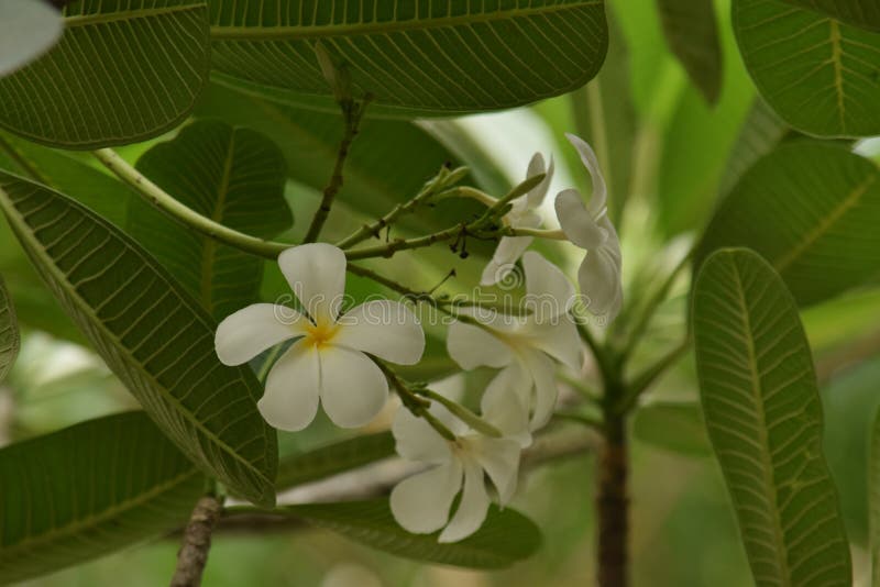 Pulmeria Flower with Beautiful Background Look Stock Photo Image of
