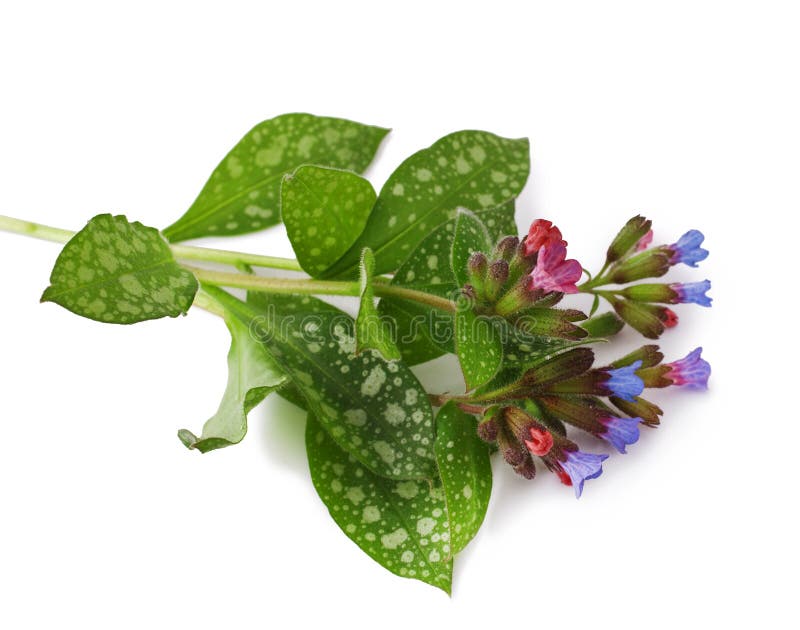 Pulmonaria royalty free stock image Pulmonaria royalty free stock image