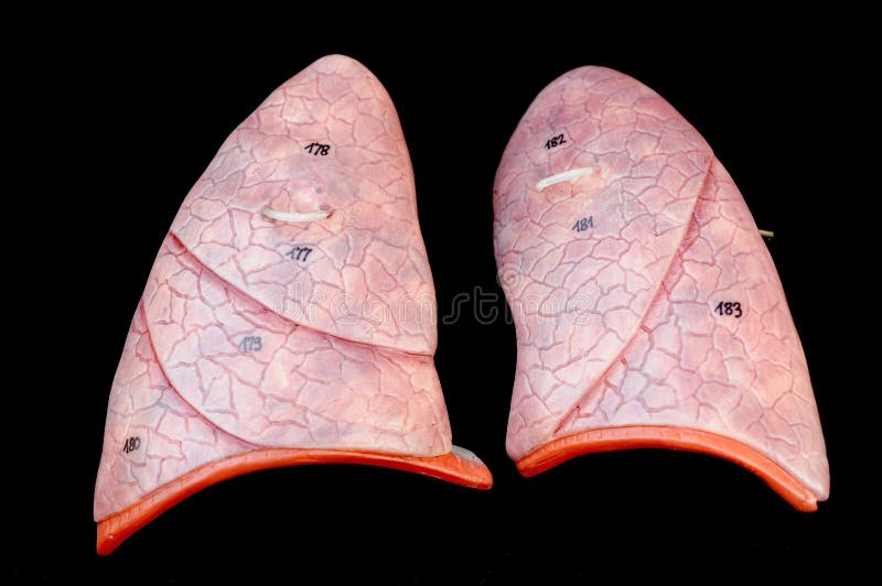 Lung is the part of human. Lung is the part of human