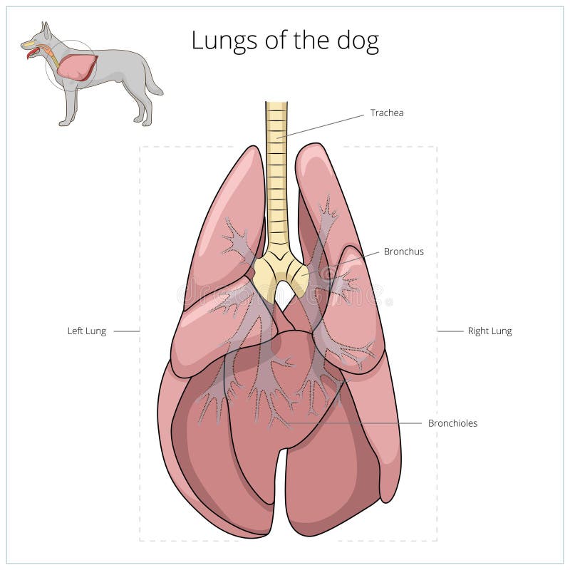 Pulmões da ilustração do vetor do cão ilustração stock