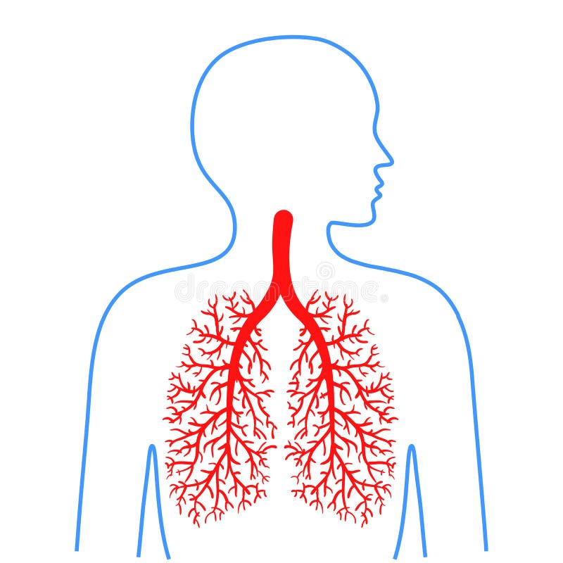 Pulmões e brônquio, sistema respiratório humano Medicina e saúde Graphhics do vetor ilustração stock Pulmões e brônquio, sistema respiratório humano Medicina e saúde Graphhics do vetor ilustração stock