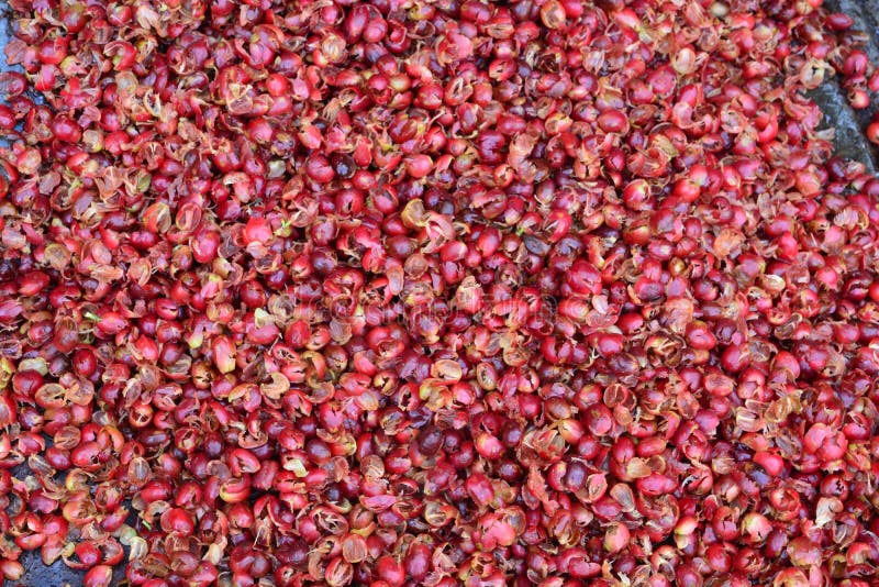 Pulping the Coffee Berry stock photo. Image of drink 92790378