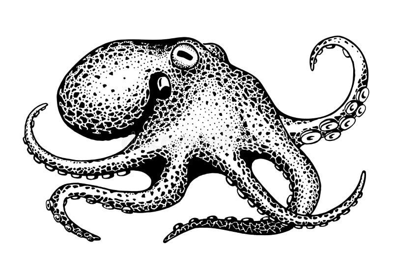 Pulpo, dibujo de la tinta ilustración del vector Pulpo, dibujo de la tinta ilustración del vector