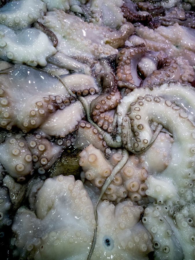 Pulpo fresco en el mercado de pescados fotografía de archivo Pulpo fresco en el mercado de pescados fotografía de archivo