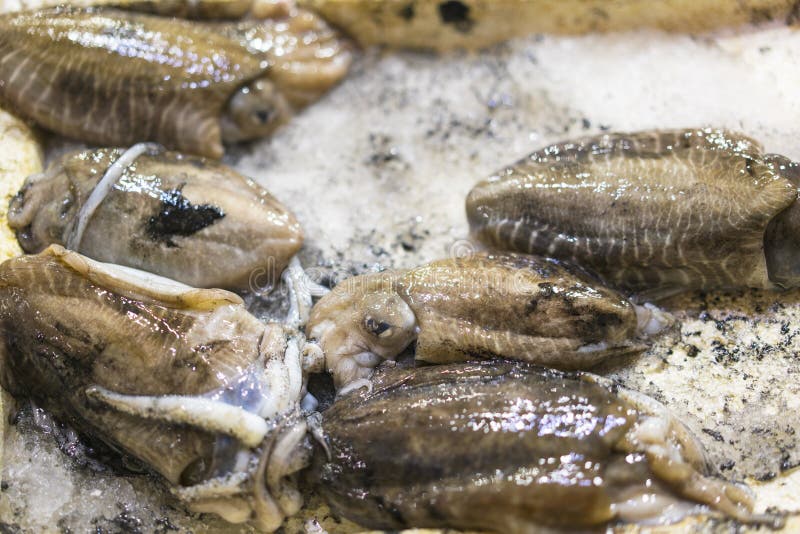 Pulpo fresco en el mercado de pescados fotografía de archivo libre de regalías Pulpo fresco en el mercado de pescados fotografía de archivo libre de regalías