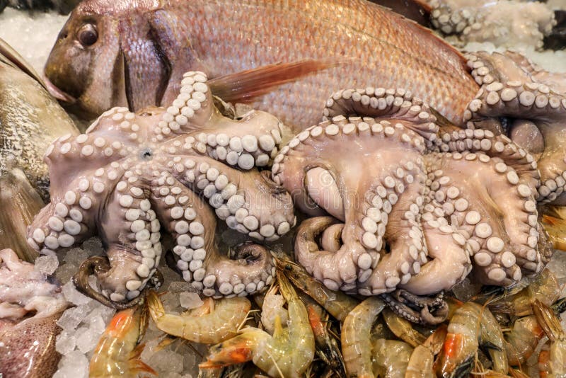 Estrictamente Escribe un reporte dueño Pulpo Para La Venta En El Mercado De Pescados Griego Imagen de archivo - Imagen de fondo, departamento: 88297723 Estrictamente Escribe un reporte dueño Pulpo Para La Venta En El Mercado De Pescados Griego Imagen de archivo - Imagen de fondo, departamento: 88297723
