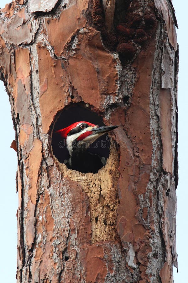 Pulsación de corriente de Pileated (pileatus de Dryocopus) fotografía de archivo libre de regalías Pulsación de corriente de Pileated (pileatus de Dryocopus) fotografía de archivo libre de regalías