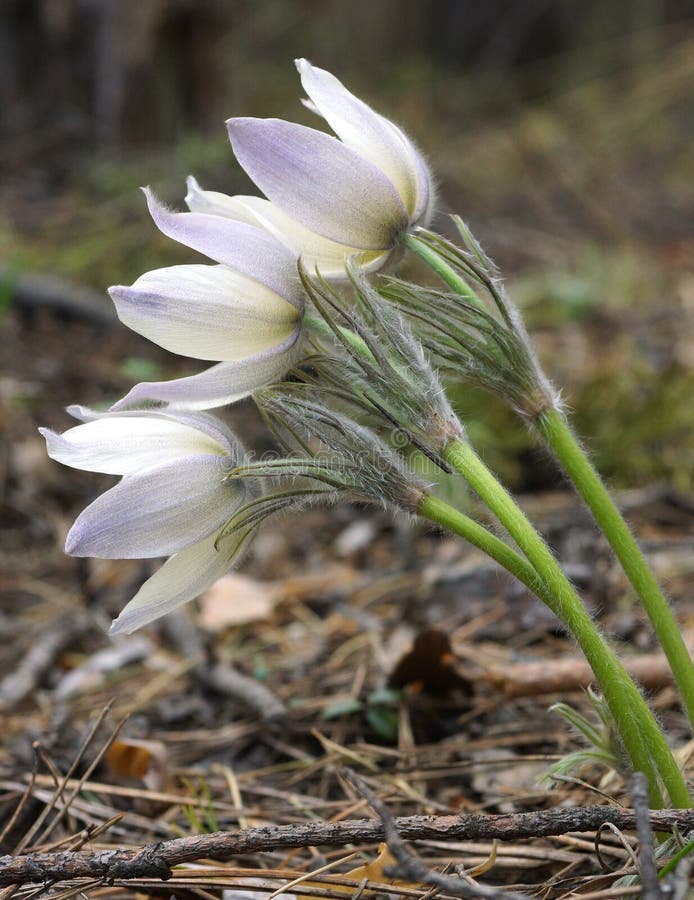 Canvas Print Macro White White Flower Snowdrop Spring Flowers Stretched Canvas 1