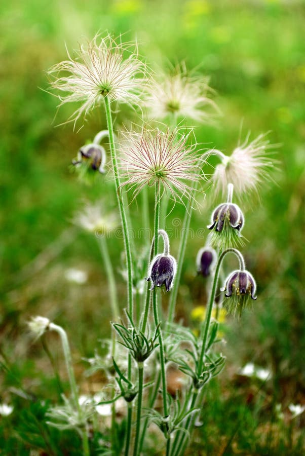 Pulsatilla flowers