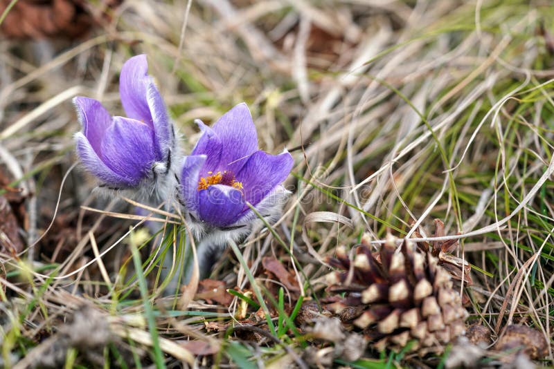 Pulsatilla grandis, fleur de pasque bleu pourpre - poussant dans l'herbe sèche, cône de conifères près, détails rapprochés photographie stock Pulsatilla grandis, fleur de pasque bleu pourpre - poussant dans l'herbe sèche, cône de conifères près, détails rapprochés photographie stock