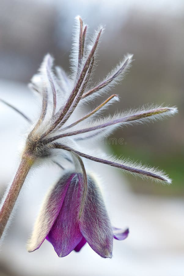 Beautiful purple flower, dream herb (Pulsatilla patens) in sunshine