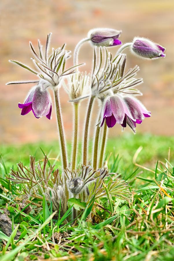 Beautiful purple flower, dream herb (Pulsatilla patens) in sunshine
