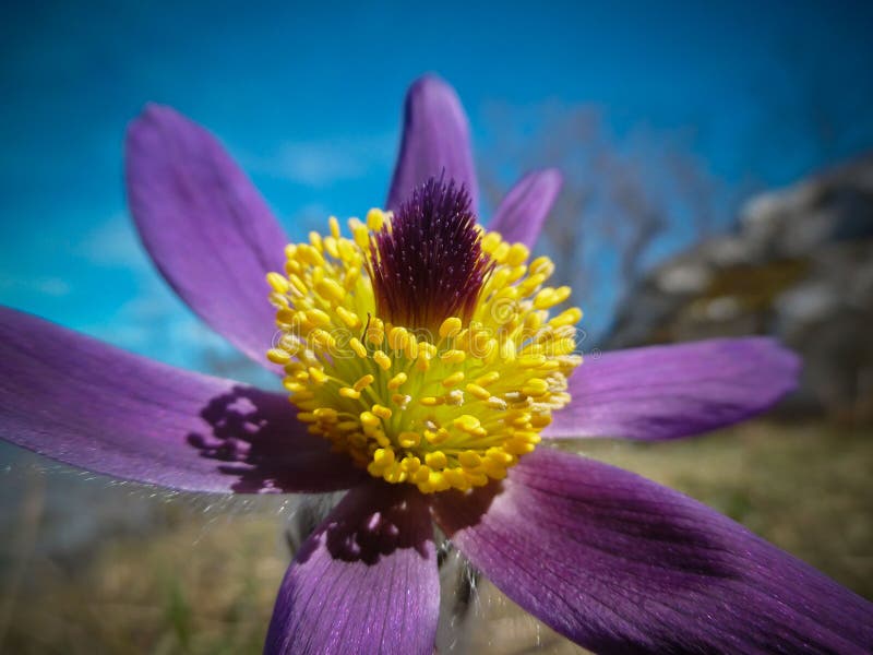 Pulsatilla vernalis (spring pasqueflower, arctic violet, lady of the snows)