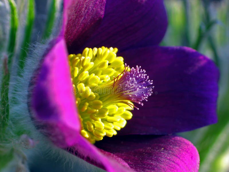 Pulsatilla vulgaris &#x28;Pasque Flower, Common Pasque flower, Dane&#x27;s Blood&#x29; belongs to the Buttercup family &#x28;Ranunculaceae&#x29;, native to western, central and southern Europe. &#x28;wikipedia.com&#x29;. Pulsatilla vulgaris &#x28;Pasque Flower, Common Pasque flower, Dane&#x27;s Blood&#x29; belongs to the Buttercup family &#x28;Ranunculaceae&#x29;, native to western, central and southern Europe. &#x28;wikipedia.com&#x29;