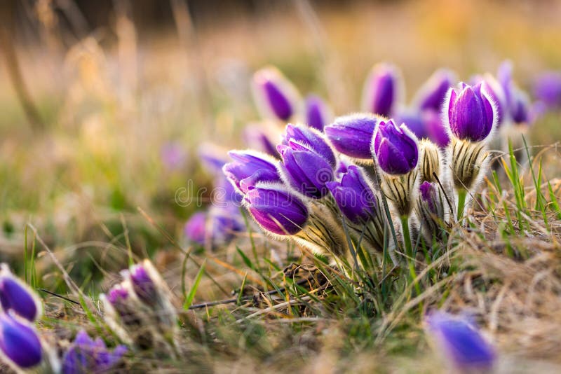 Pulsatillabloesem van de Pasquebloem Detailmacro van violette die bloem, tijdens de mooie de lentezonsondergang wordt genomen De