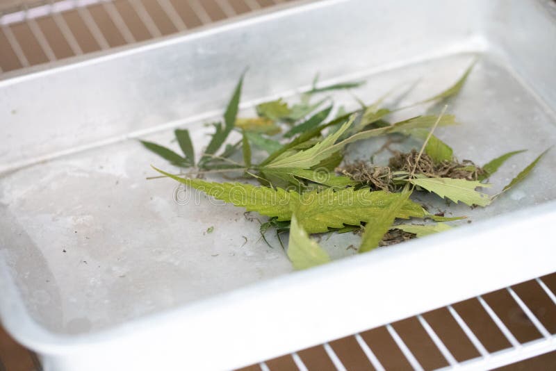 Pulver av cannabis ( Drugs) på en vit bakgrund för analys i laboratorium arkivbilder Pulver av cannabis ( Drugs) på en vit bakgrund för analys i laboratorium arkivbilder