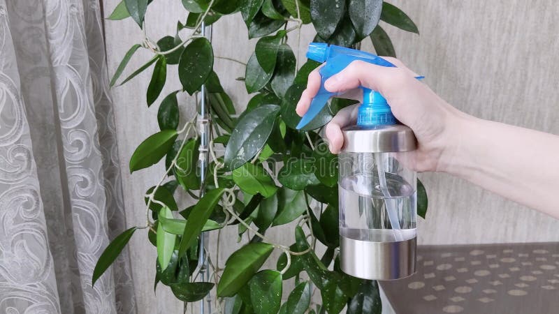 Pulvérisateur de jardin pulvérisant de l'eau sur les jeunes