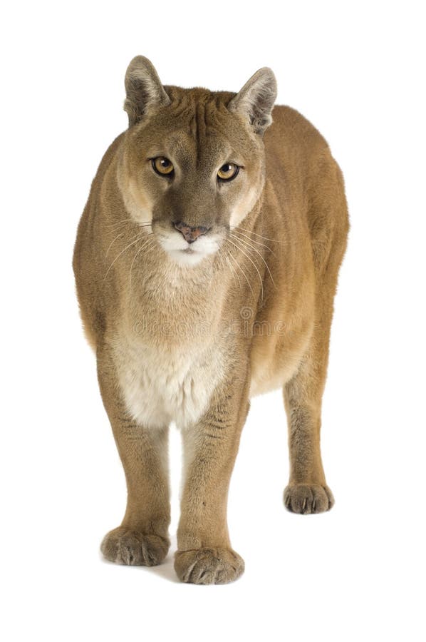 Puma (17 Años) - Concolor Del Imagen de archivo - Imagen de felino, piel: 4407853