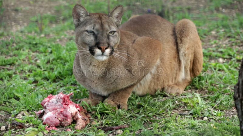 puma americain