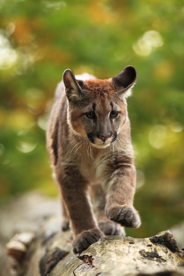 Cougar is the Largest Feline of America. Stock Image - of natural, outdoors: 106773847