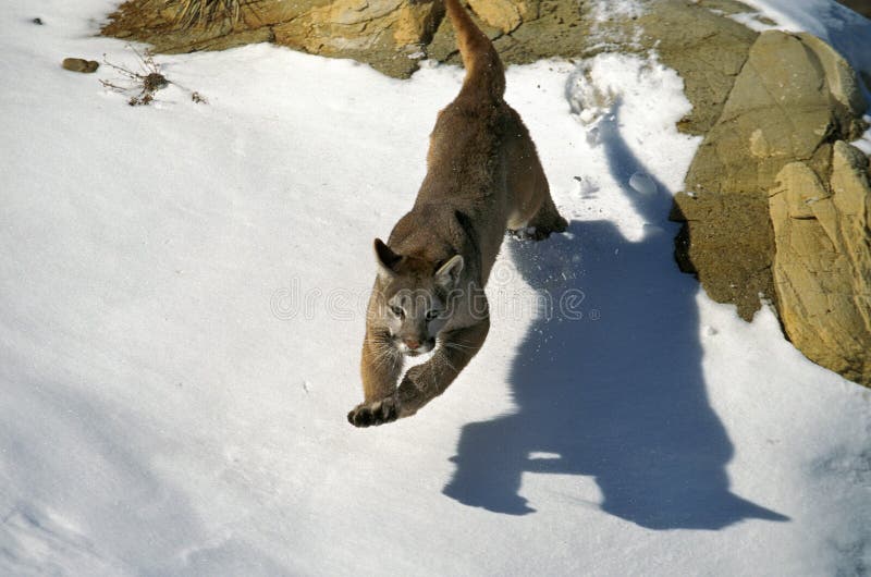 puma cat jumping