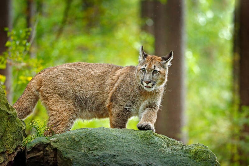 Puma Concolor, Known As the Mountain Lion, Panther, in Green