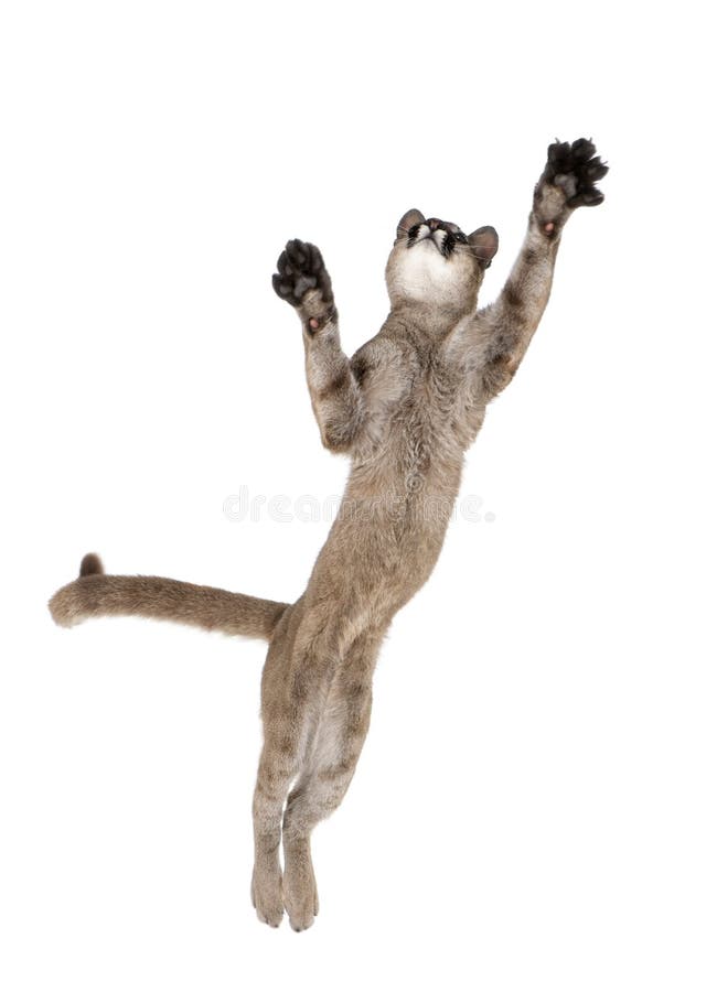 120 Puma Jumping Stock Photos - Free & Royalty-Free Stock Photos from  Dreamstime
