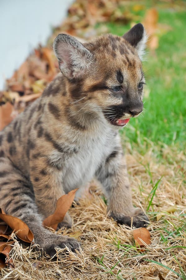Puma del bebé foto de archivo. Imagen llevado, peludo - 32654652