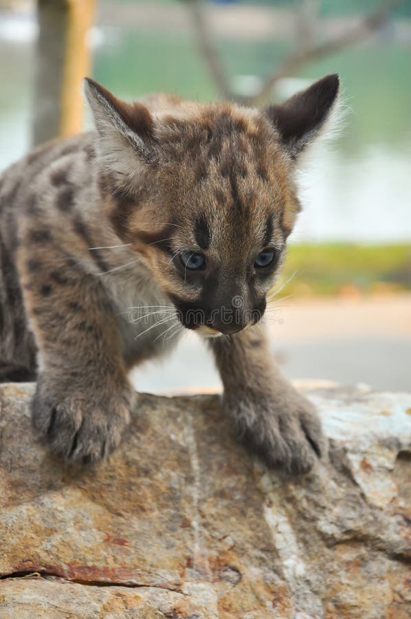 puma bebe puma bebe