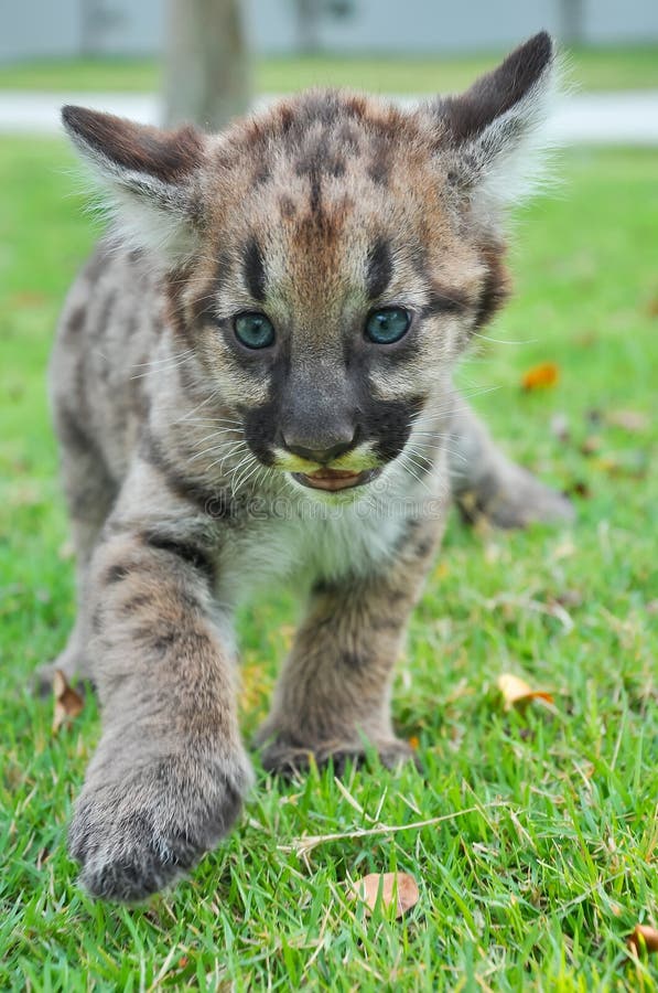 puma bebe puma bebe