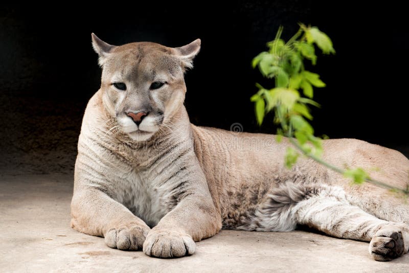 Puma gegen einen dunklen Hintergrund lizenzfreies stockbild Puma gegen einen dunklen Hintergrund lizenzfreies stockbild