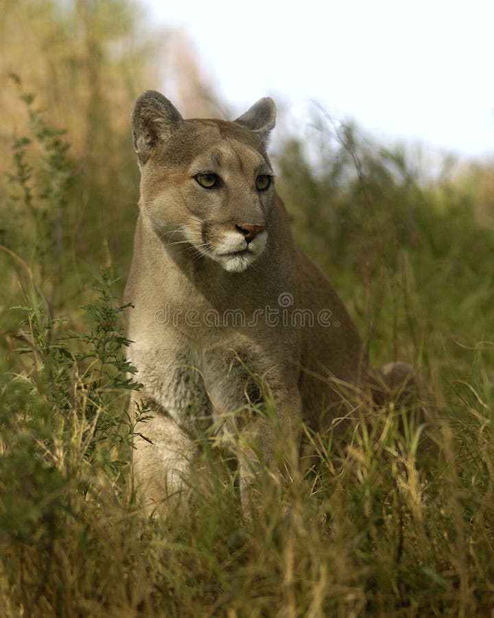 Puma im Gras stockfotos Puma im Gras stockfotos