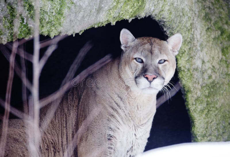 Puma, or mountain lion. stock image 