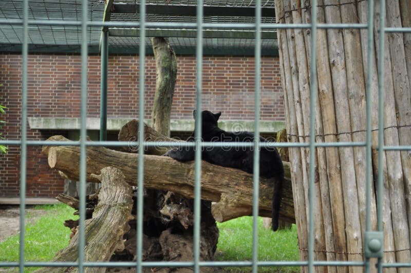 Puma Negra Numa Jaula De Jardim Zoológico Virada Com As Costas Atrás Das  Grades Foto de Stock - Imagem de animais, perigoso: 212915804