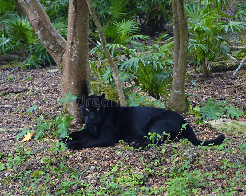 Puma negro imagen de Imagen de tropical, méxico - 69847999