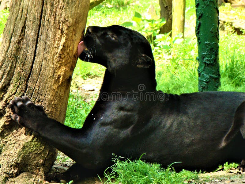 Sucio Campanilla Producción Puma Negro En Una Jaula Del Zoo Girado Con La Espalda Tras Las Rejas Foto  de archivo - Imagen de animales, peligroso: 212915804