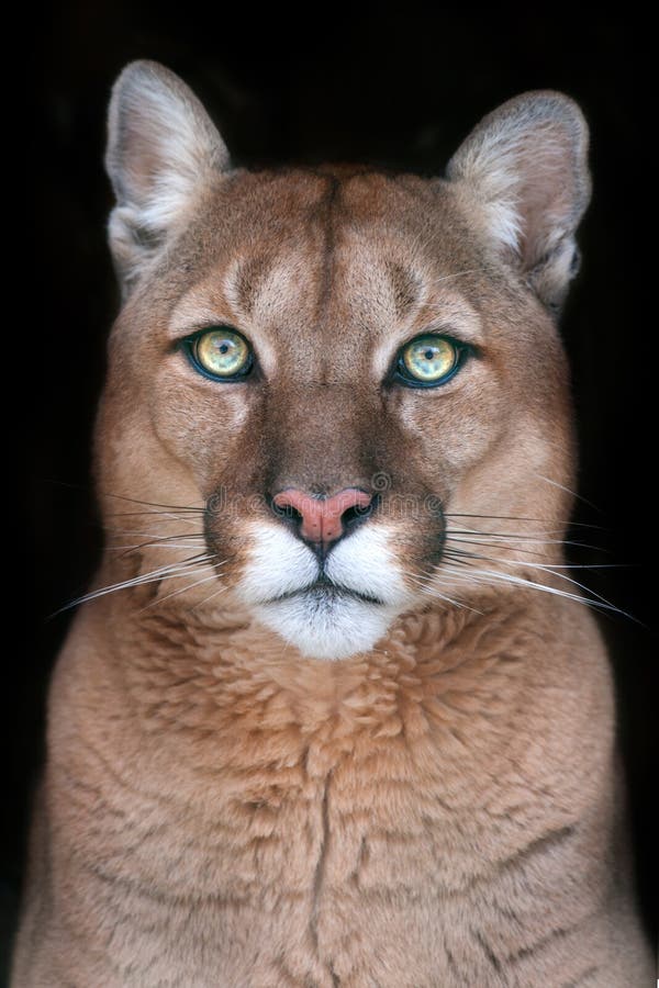 Puma portrait with beautiful eyes