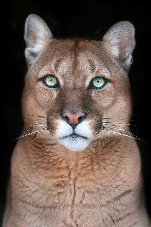 Puma portret z pięknymi oczami obrazy stock