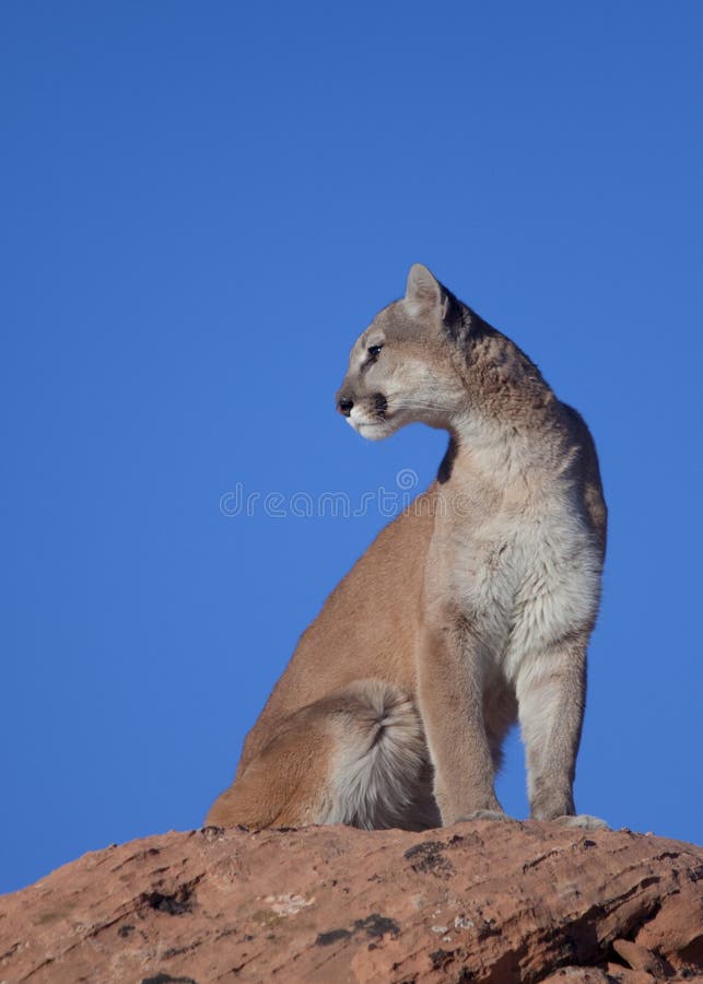 pumas ganes o pierdas