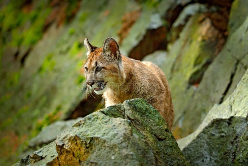 Puma selvaggio del grande gatto, concolor del puma, ritratto nascosto dell'animale pericoloso con la pietra, U.S.A. Scena della f fotografie stock libere da diritti Puma selvaggio del grande gatto, concolor del puma, ritratto nascosto dell'animale pericoloso con la pietra, U.S.A. Scena della f fotografie stock libere da diritti