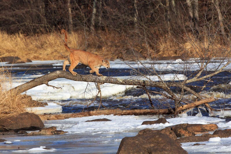 Puma som går på dött träd över en djupfryst flod royaltyfria foton