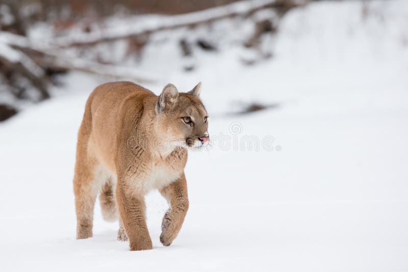 Puma som promenerar den snöig floden arkivbild Puma som promenerar den snöig floden arkivbild