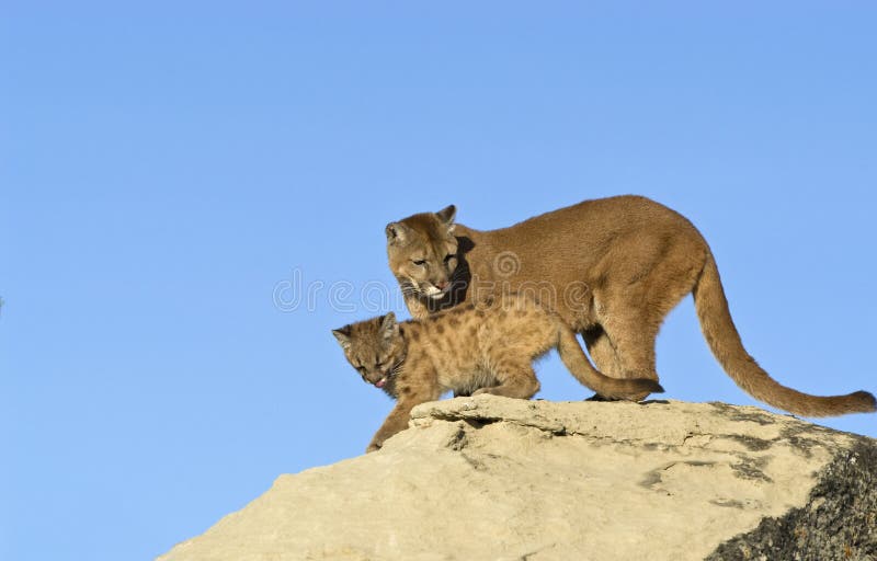 Puma und Satz lizenzfreies stockfoto Puma und Satz lizenzfreies stockfoto